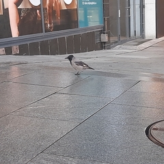 Corvus cornix