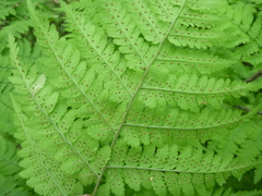 Dryopteris expansa