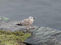 Larus