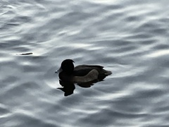 Aythya fuligula