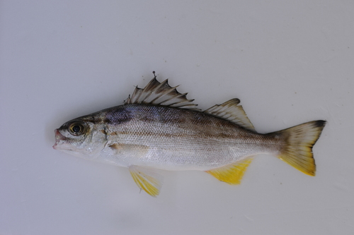 Eastern striped grunter (Helotes sexlineatus) — Terapontidae — 5