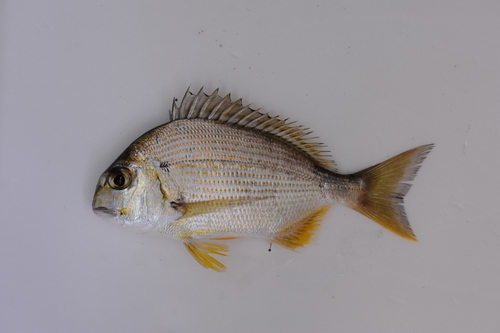 Gold-line sea bream (Rhabdosargus sarba) — Sparidae — 2