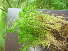 Sphagnum girgensohnii
