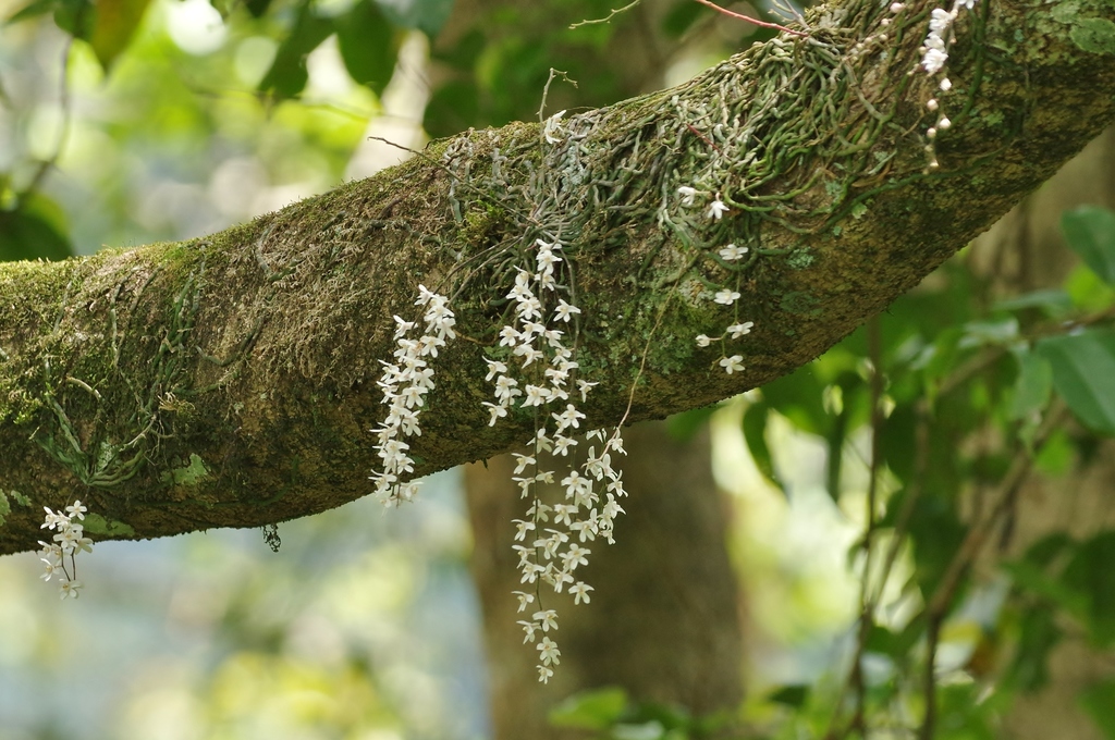 Chiloschista usneoides