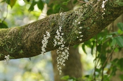 Chiloschista usneoides