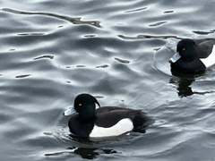 Aythya fuligula