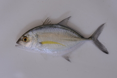 Caranx melampygus