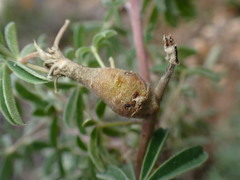 Neolasioptera lupini