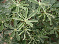 Neolasioptera lupini