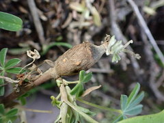 Neolasioptera lupini