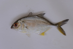 Caranx sexfasciatus