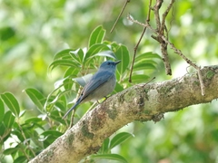Cyornis unicolor