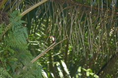 Halcyon smyrnensis perpulchra