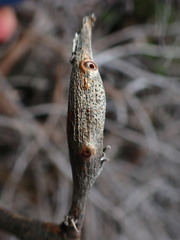 Neolasioptera lupini
