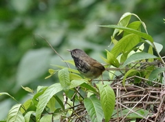Prinia atrogularis