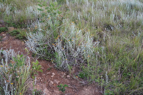 Image of Helichrysum auronitens by (c) Matthew Fainman, some rights reserved (CC BY)
