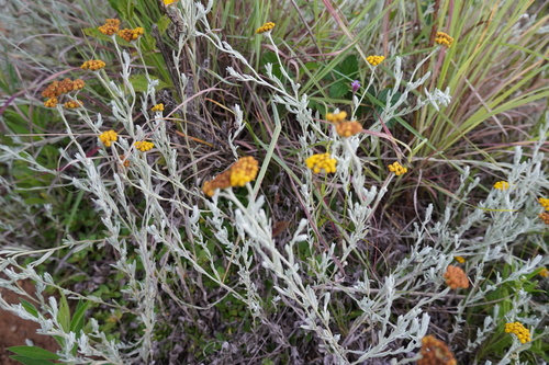 Helichrysum auronitens, photograph 5