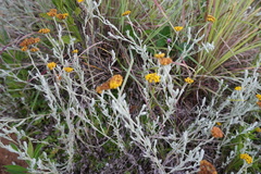Helichrysum auronitens, photograph Matthew Fainman, CC BY, iNaturalist via GBIF