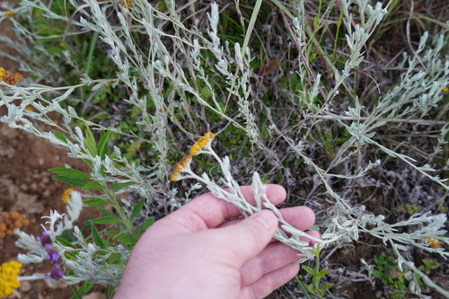 Helichrysum auronitens, photograph 6