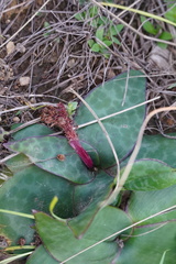 Ledebouria ovatifolia