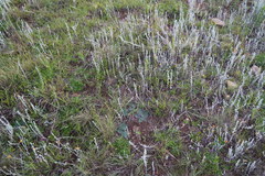 Ledebouria ovatifolia