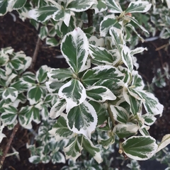 Magnoliopsida