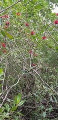 Schotia capitata