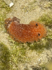 Dendrodoris guttata