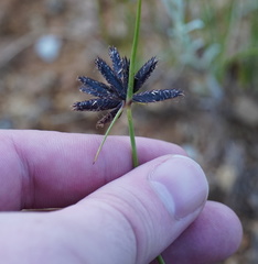 Cyperus semitrifidus