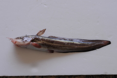 Plotosus lineatus