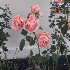Rosa