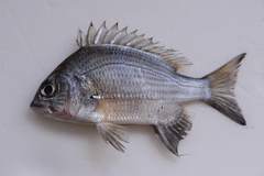 Acanthopagrus pacificus