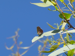 Hypochrysops ignitus
