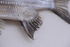 Acanthopagrus pacificus