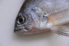 Acanthopagrus pacificus