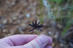 Cyperus semitrifidus