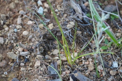 Cyperus semitrifidus