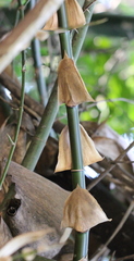 Bambusa gibba