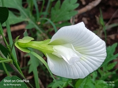 Clitoria ternatea albiflora