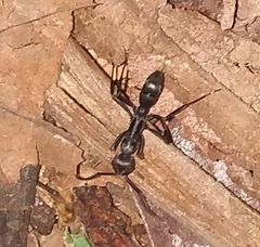 Neoponera apicalis
