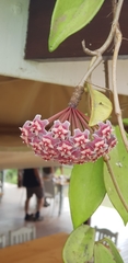 Hoya pubicalyx