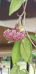 Hoya pubicalyx