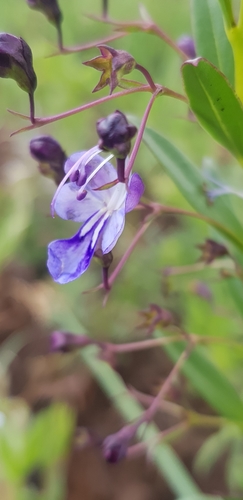 Image of Rotheca hirsuta by (c) Suvarna Parbhoo Mohan, some rights reserved (CC BY-SA)