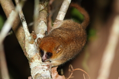 Microcebus lehilahytsara