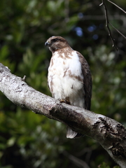 Buteo brachypterus