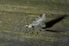 Pasiphila magnimaculata