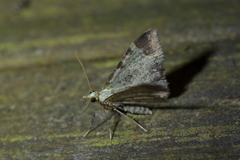 Pasiphila magnimaculata