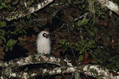 Asio madagascariensis