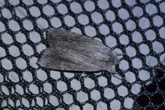 Physetica sequens