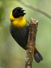 Ploceus nelicourvi